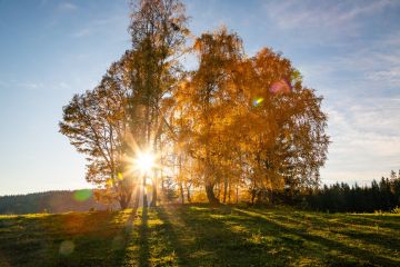 herbst wiel