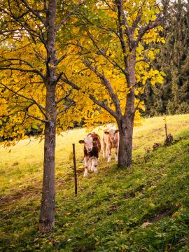 herbst wiel